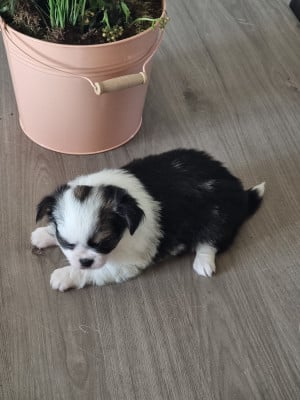 Les chiots de Chihuahua