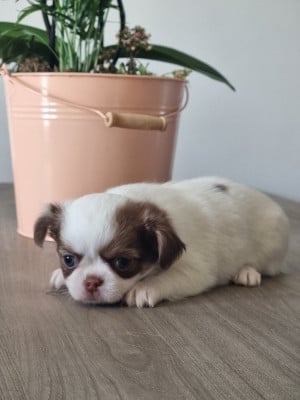 Les chiots de Chihuahua