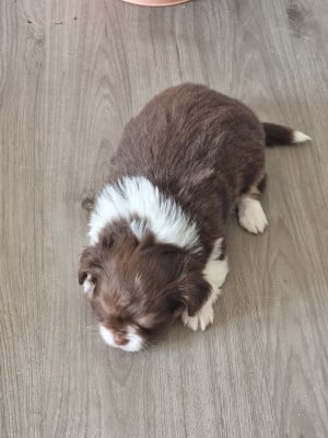 Les chiots de Chihuahua