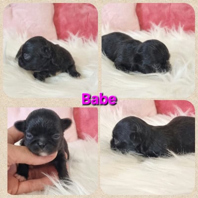 Les chiots de Chihuahua