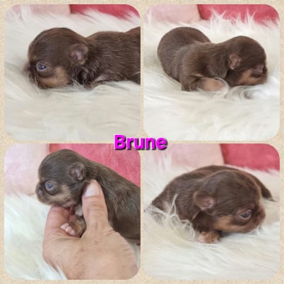 Les chiots de Chihuahua