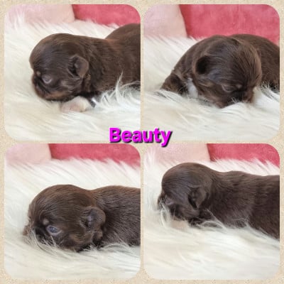 Les chiots de Chihuahua