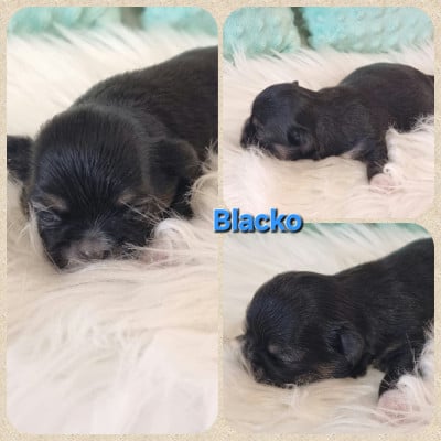 Les chiots de Chihuahua