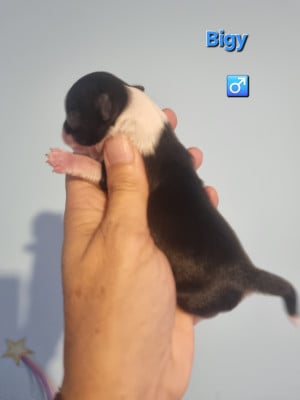 Chihuahua
