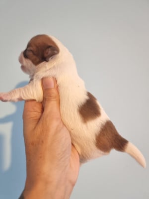 Les chiots de Chihuahua