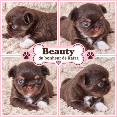 Les chiots de Chihuahua