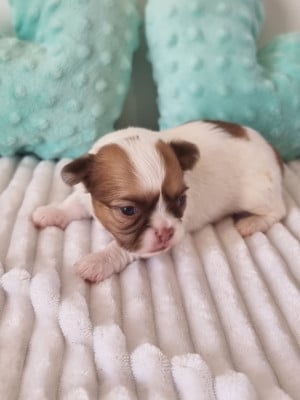 Les chiots de Chihuahua