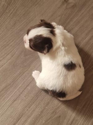 Les chiots de Chihuahua