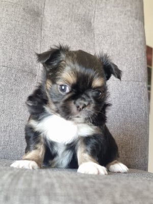 Les chiots de Chihuahua