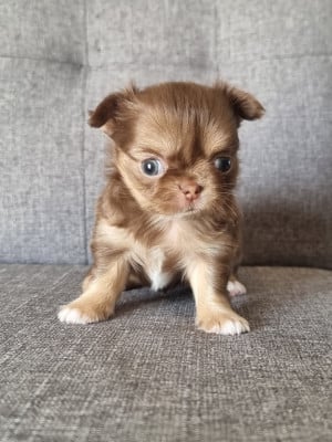 Les chiots de Chihuahua