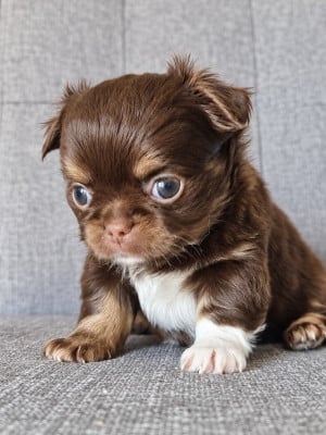Les chiots de Chihuahua