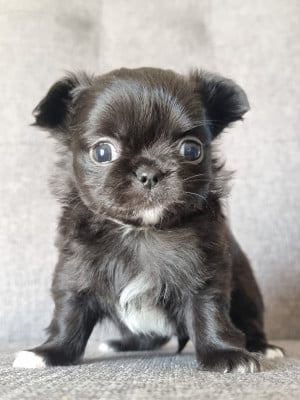 Les chiots de Chihuahua
