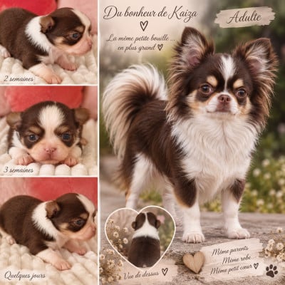 Les chiots de Chihuahua