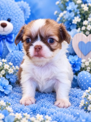 Les chiots de Chihuahua
