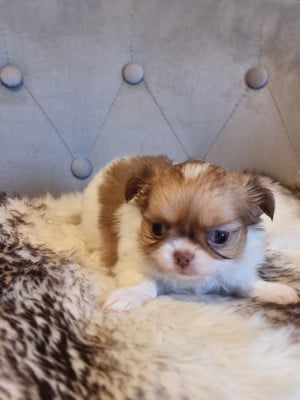 Les chiots de Chihuahua