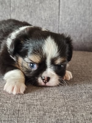 Les chiots de Chihuahua