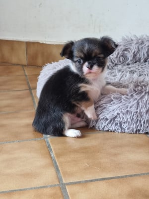 Les chiots de Chihuahua