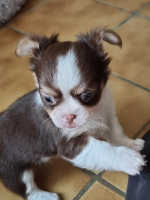 Les chiots de Chihuahua