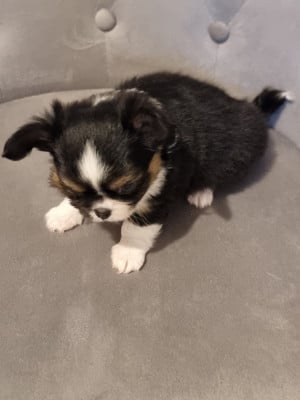 Les chiots de Chihuahua