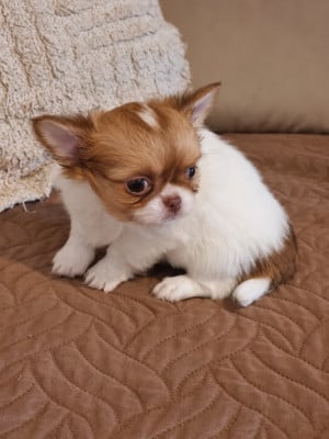 Les chiots de Chihuahua