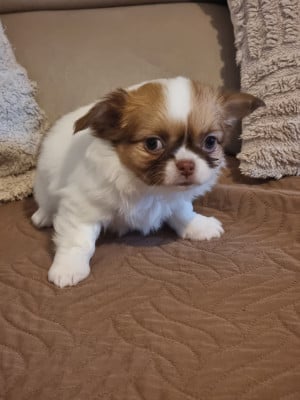 Les chiots de Chihuahua