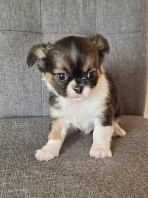 Les chiots de Chihuahua