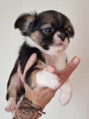 Les chiots de Chihuahua
