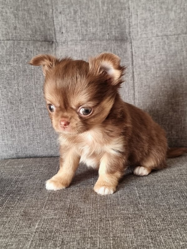 Chihuahua - Du Bonheur De Kaïza