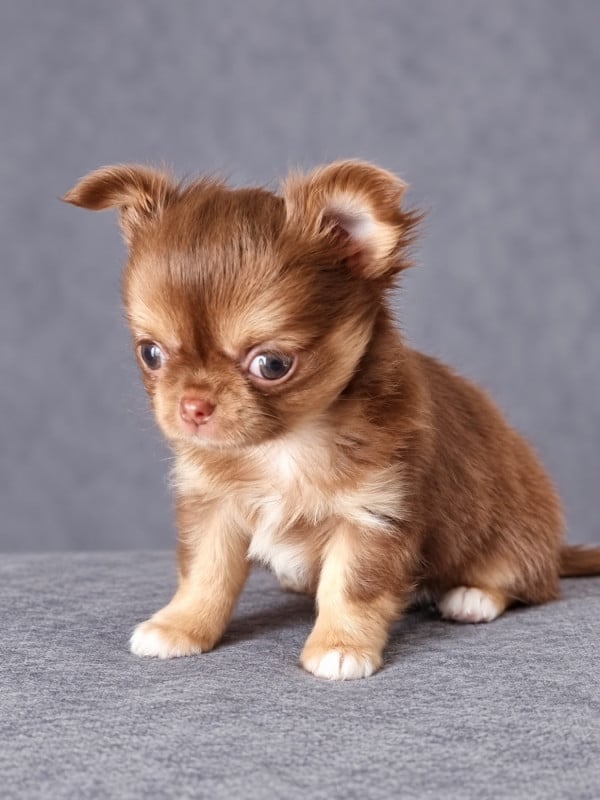 Chihuahua - Du Bonheur De Kaïza
