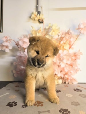 Les chiots de Shiba