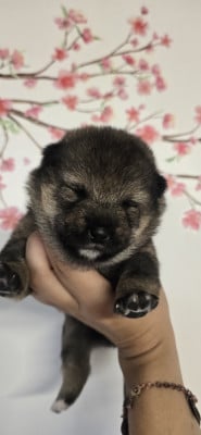 Les chiots de Shiba