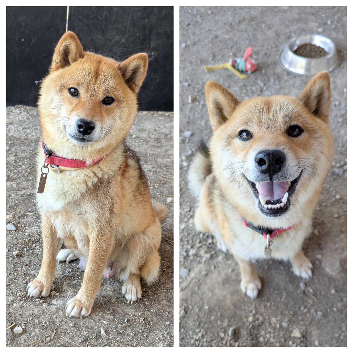 Publication : du Mas de l'Aspic