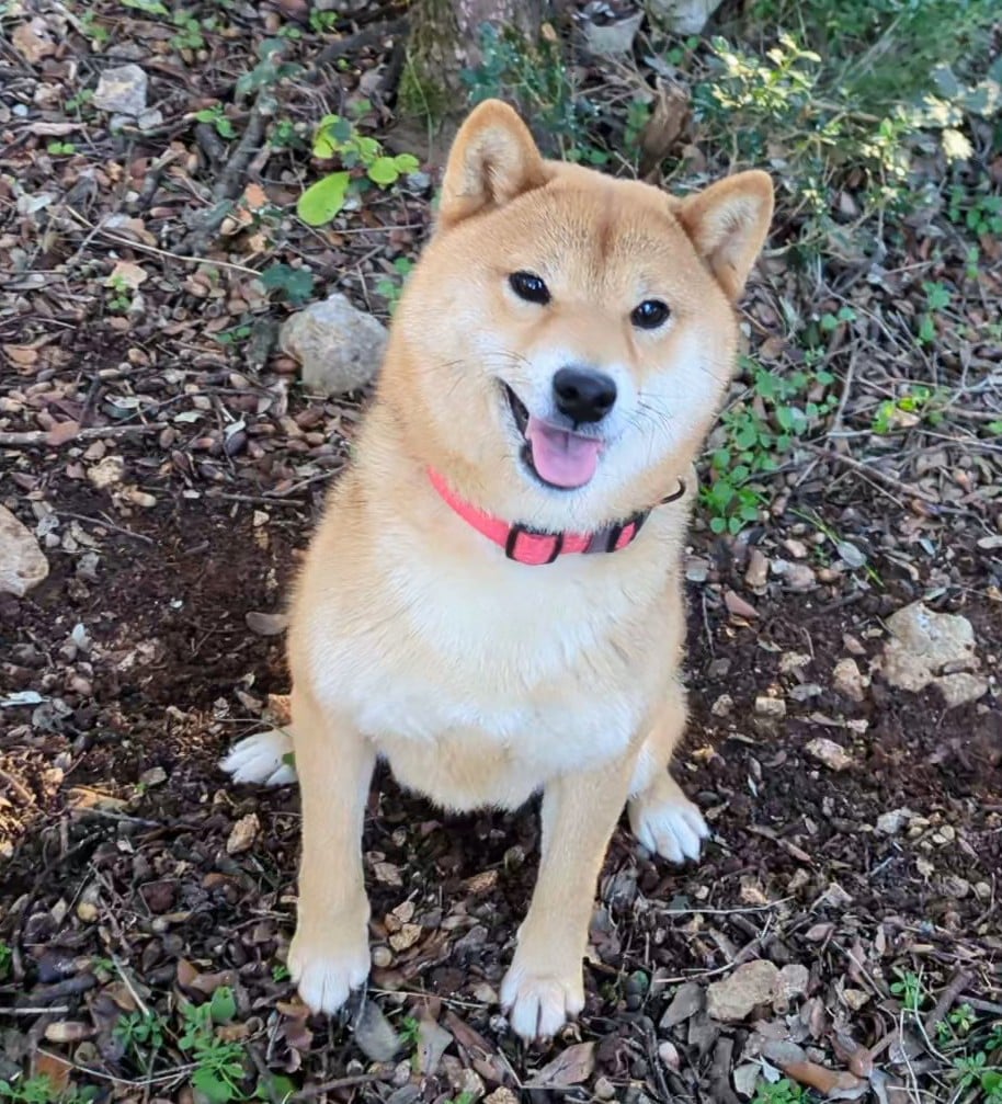 Publication : du Mas de l'Aspic