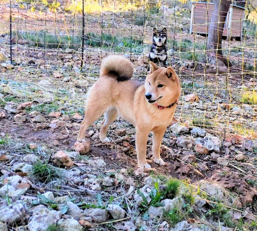 Publication : du Mas de l'Aspic