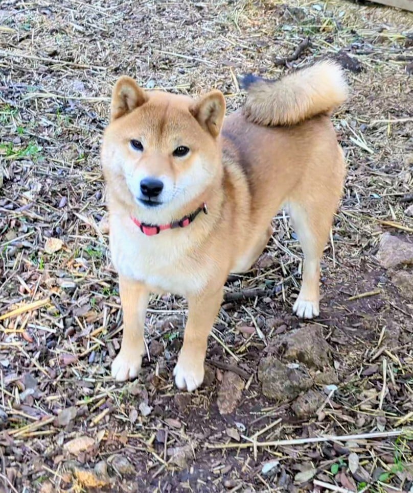 Publication : du Mas de l'Aspic