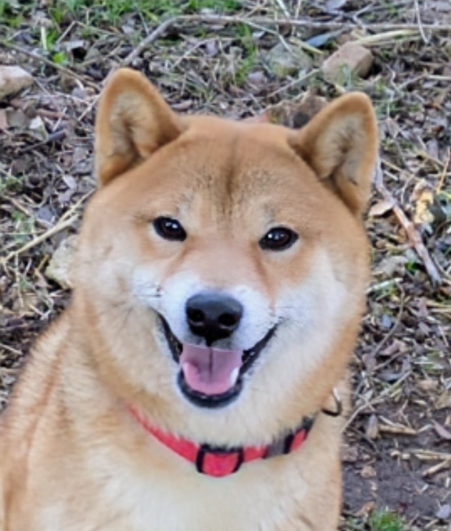 Publication : du Mas de l'Aspic