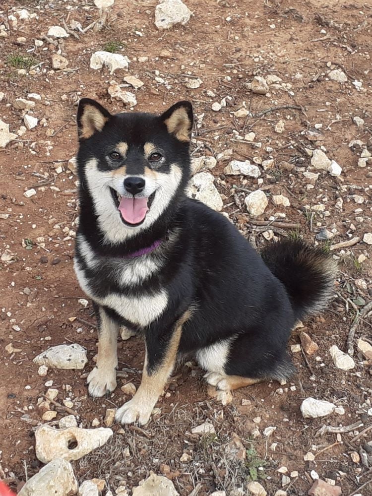 Pompoko du Mas de l'Aspic