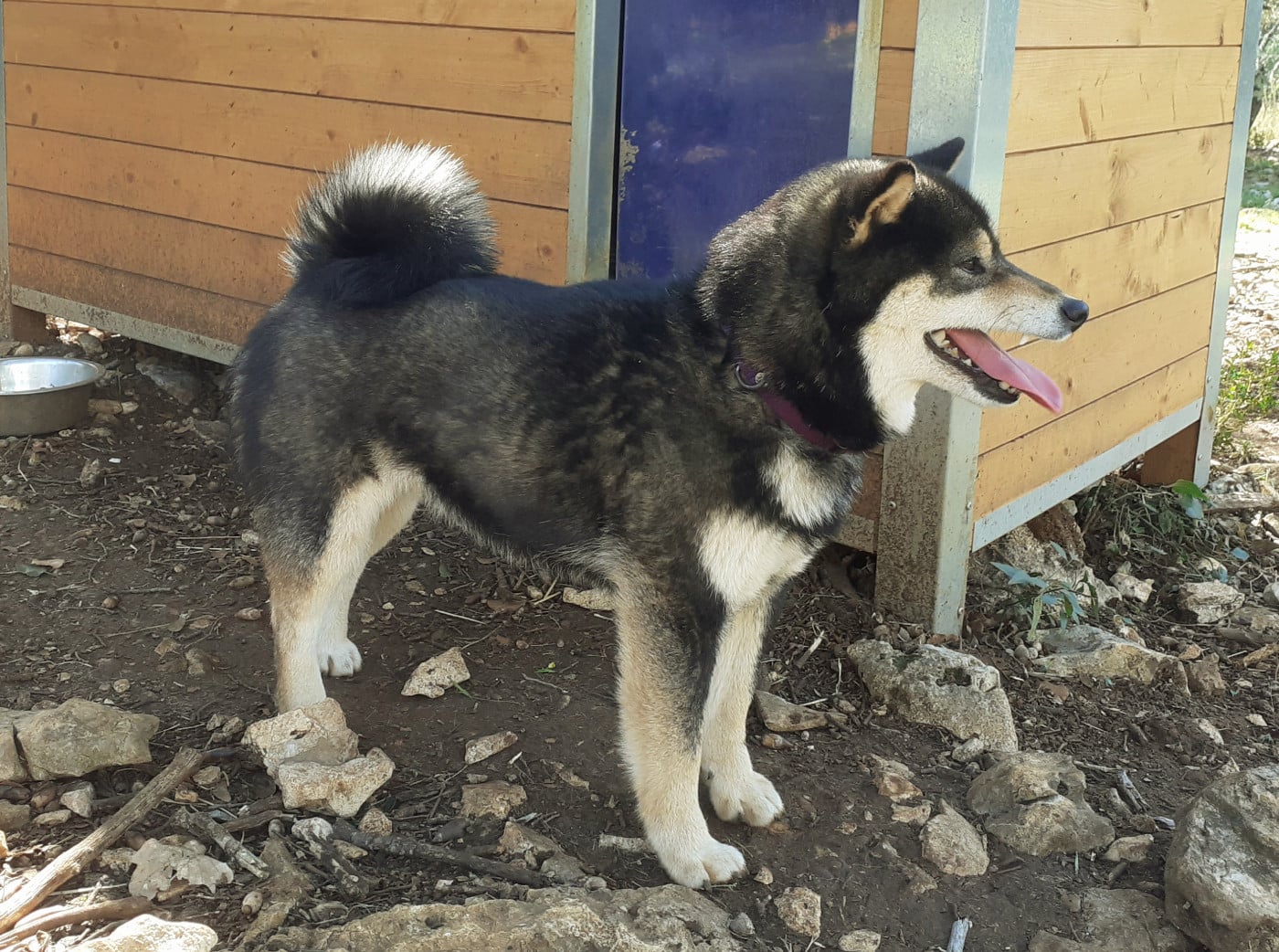 Pompoko du Mas de l'Aspic