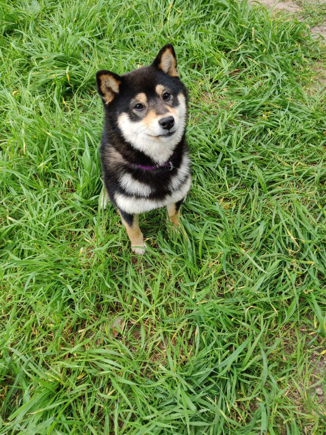 Pompoko du Mas de l'Aspic