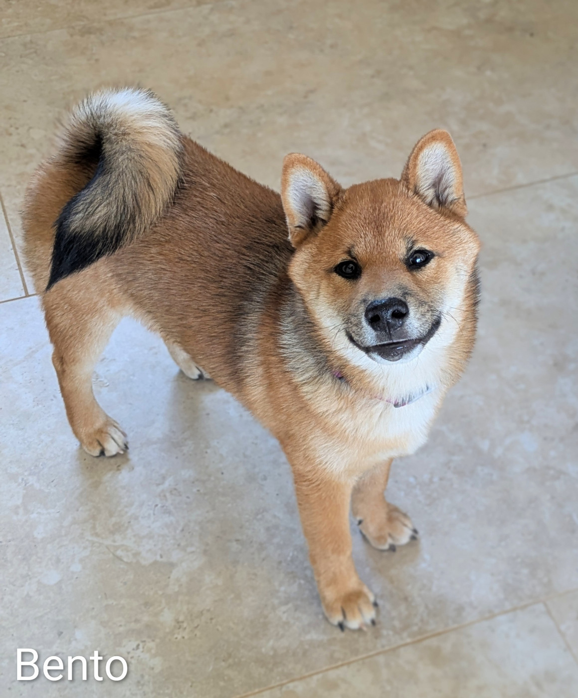 BENTO