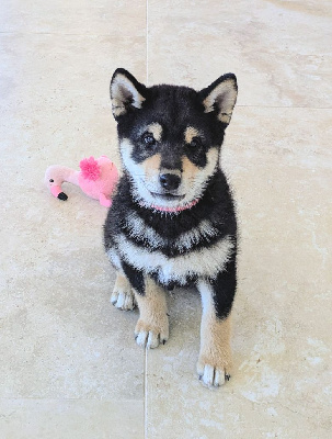 Les chiots de Shiba