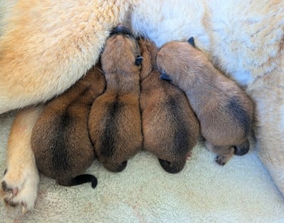 Les chiots de Shiba
