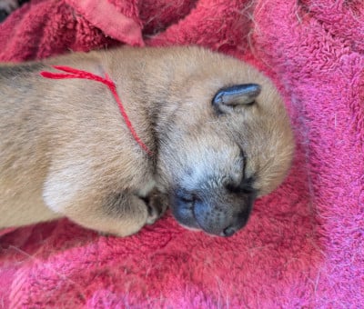 Les chiots de Shiba