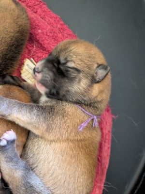 Les chiots de Shiba