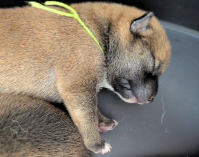 Les chiots de Shiba