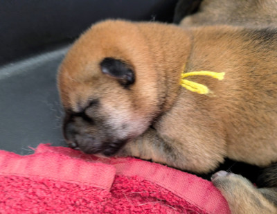 Les chiots de Shiba