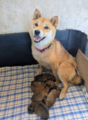Les chiots de Shiba
