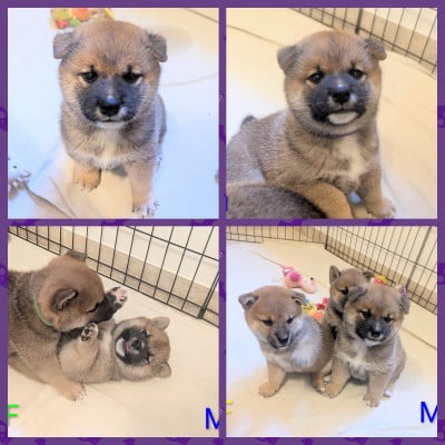 Les chiots de Shiba