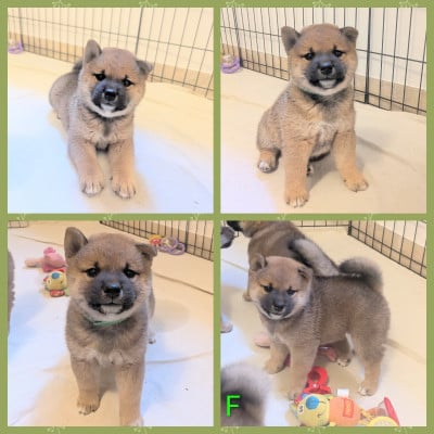 Les chiots de Shiba