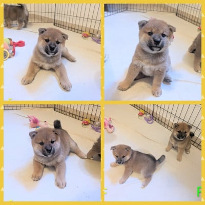 Les chiots de Shiba